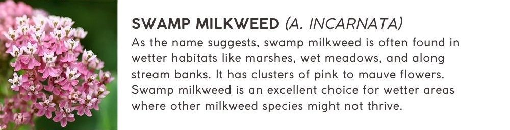 Swamp Milkweed (A. incarnata): As the name suggests, swamp milkweed is often found in wetter habitats like marshes, wet meadows, and along stream banks. It has clusters of pink to mauve flowers. Swamp milkweed is an excellent choice for wetter areas where other milkweed species might not thrive.