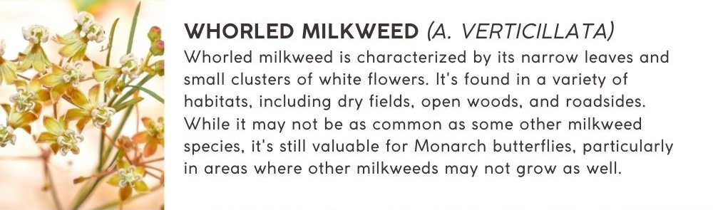 Whorled Milkweed (A. verticillata): Whorled milkweed is characterized by its narrow leaves and small clusters of white flowers. It's found in a variety of habitats, including dry fields, open woods, and roadsides. While it may not be as common as some other milkweed species, it's still valuable for Monarch butterflies, particularly in areas where other milkweeds may not grow as well.