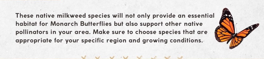These native milkweed species will not only provide an essential habitat for Monarch Butterflies but also support other native pollinators in your area. Make sure to choose species that are appropriate for your specific region and growing conditions. 