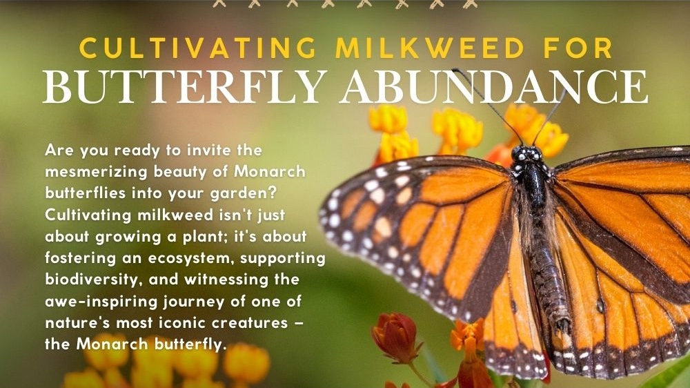 Cultivating Milkweed for Butterfly Abundance: Are you ready to invite the mesmerizing beauty of Monarch butterflies into your garden? Cultivating milkweed isn't just about growing a plant; it's about fostering an ecosystem, supporting biodiversity, and witnessing the awe-inspiring journey of one of nature's most iconic creatures – the Monarch butterfly.