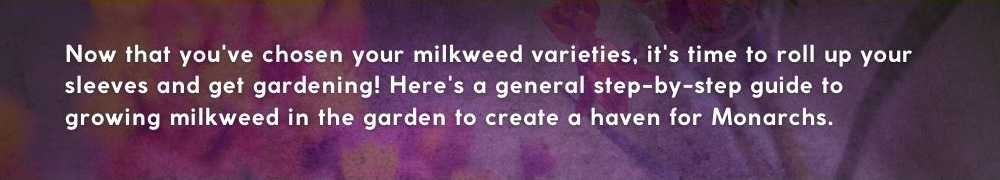 Now that you've chosen your milkweed varieties, it's time to roll up your sleeves and get gardening! Here's a general step-by-step guide to growing milkweed in the garden to create a haven for Monarchs.