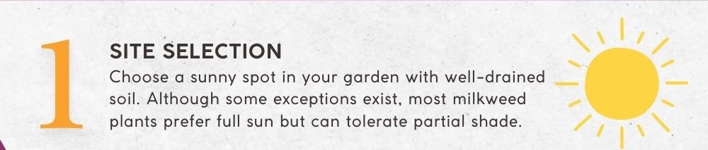 1. Site Selection: Choose a sunny spot in your garden with well-drained soil. Although some exceptions exist, most milkweed plants prefer full sun but can tolerate partial shade.