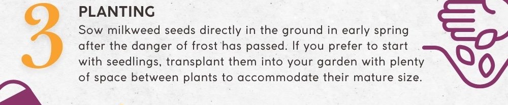 3. Planting: Sow milkweed seeds directly in the ground in early spring after the danger of frost has passed. If you prefer to start with seedlings, transplant them into your garden with plenty of space between plants to accommodate their mature size.