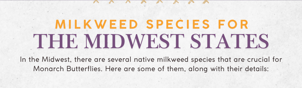 Milkweed Species for the Midwest States: In the Midwest, there are several native milkweed species that are crucial for Monarch Butterflies. Here are some of them, along with their details:
