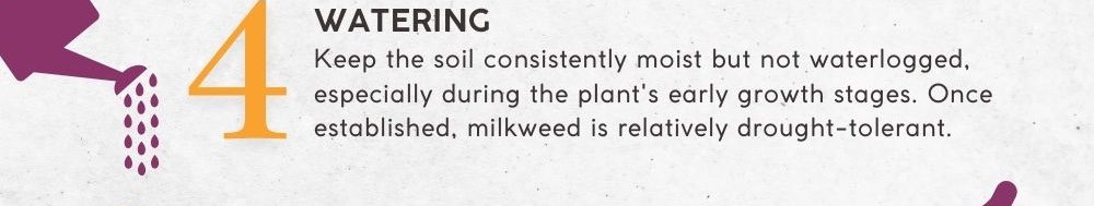 4. Watering: Keep the soil consistently moist but not waterlogged, especially during the plant's early growth stages. Once established, milkweed is relatively drought-tolerant.