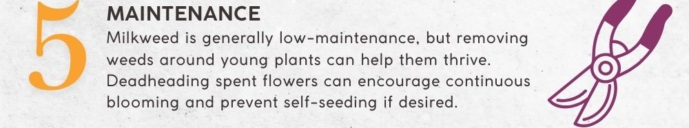 5. Maintenance: Milkweed is generally low-maintenance, but removing weeds around young plants can help them thrive. Deadheading spent flowers can encourage continuous blooming and prevent self-seeding if desired.