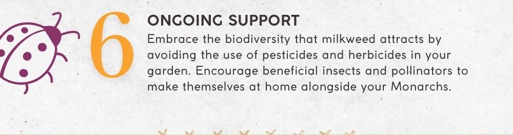 6. Ongoing Support: Embrace the biodiversity that milkweed attracts by avoiding the use of pesticides and herbicides in your garden. Encourage beneficial insects and pollinators to make themselves at home alongside your Monarchs.