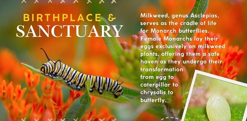 Birthplace & Sanctuary: Milkweed, genus Asclepias, serves as the cradle of life for Monarch butterflies. Female Monarchs lay their eggs exclusively on milkweed plants, offering them a safe haven as they undergo their transformation from egg to caterpillar to chrysalis to butterfly.