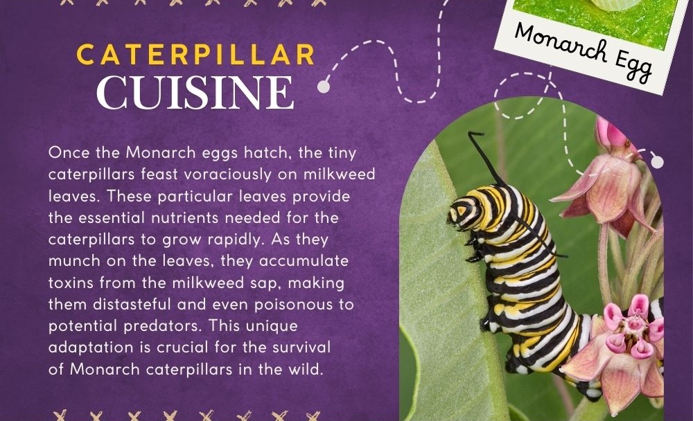 Caterpillar Cuisine: Once the Monarch eggs hatch, the tiny caterpillars feast voraciously on milkweed leaves. These particular leaves provide the essential nutrients needed for the caterpillars to grow rapidly. As they munch on the leaves, they accumulate toxins from the milkweed sap, making them distasteful and even poisonous to potential predators. This unique adaptation is crucial for the survival of Monarch caterpillars in the wild.