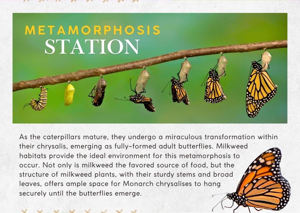 Metamorphosis Station: As the caterpillars mature, they undergo a miraculous transformation within their chrysalis, emerging as fully-formed adult butterflies. Milkweed habitats provide the ideal environment for this metamorphosis to occur. Not only is milkweed the favored source of food, but the structure of milkweed plants, with their sturdy stems and broad leaves, offers ample space for Monarch chrysalises to hang securely until the butterflies emerge.