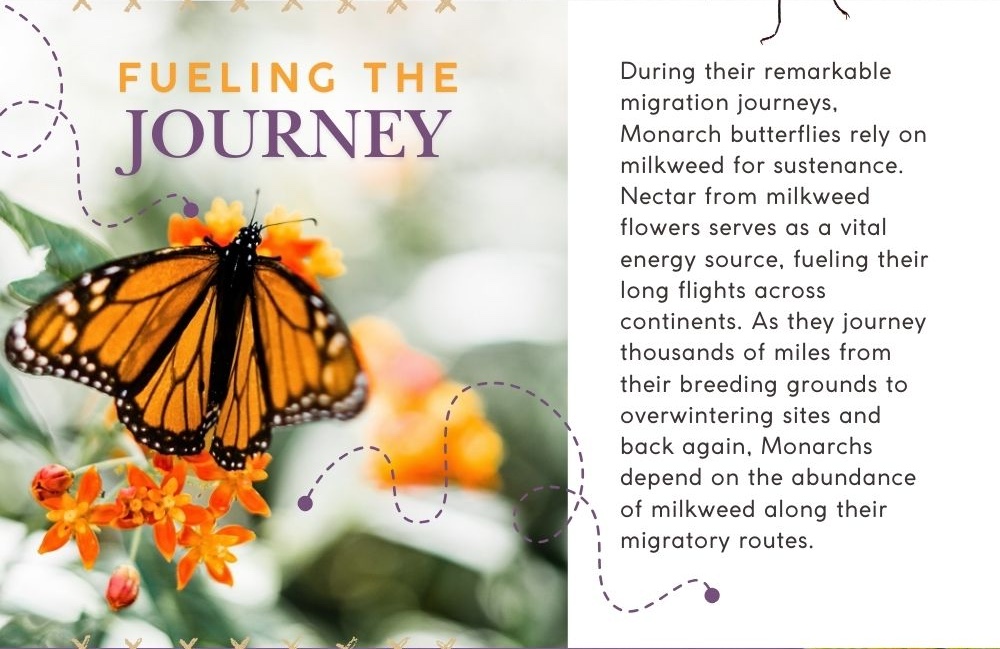 Fueling the Journey: During their remarkable migration journeys, Monarch butterflies rely on milkweed for sustenance. Nectar from milkweed flowers serves as a vital energy source, fueling their long flights across continents. As they journey thousands of miles from their breeding grounds to overwintering sites and back again, Monarchs depend on the abundance of milkweed along their migratory routes.