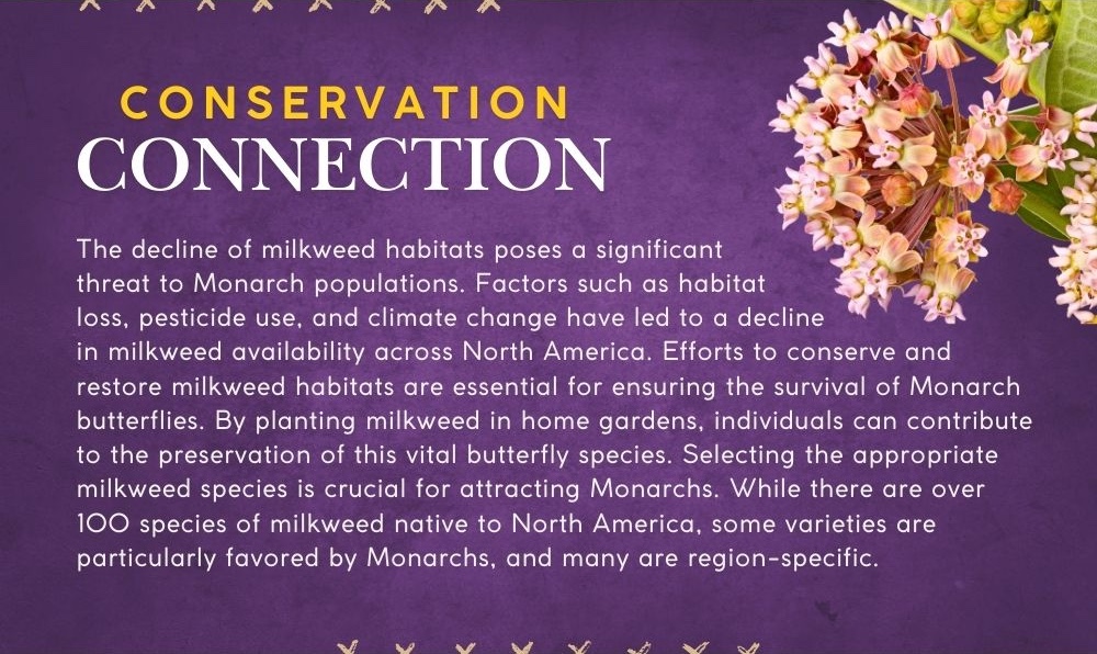 Conservation Connection: The decline of milkweed habitats poses a significant threat to Monarch populations. Factors such as habitat loss, pesticide use, and climate change have led to a decline in milkweed availability across North America. Efforts to conserve and restore milkweed habitats are essential for ensuring the survival of Monarch butterflies. By planting milkweed in home gardens, individuals can contribute to the preservation of this vital butterfly species. Selecting the appropriate milkweed species is crucial for attracting Monarchs. While there are over 100 species of milkweed native to North America, some varieties are particularly favored by Monarchs, and many are region-specific.