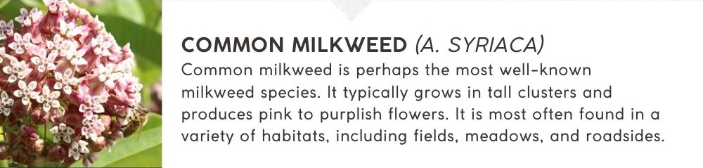 Common Milkweed (A. syriaca): Common milkweed is perhaps the most well-known milkweed species. It typically grows in tall clusters and produces pink to purplish flowers. It is most often found in a variety of habitats, including fields, meadows, and roadsides.