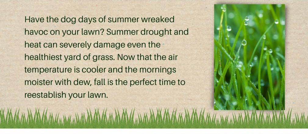 Have the dog days of summer wreaked havoc on your lawn? Summer drought and heat can severely damage even the healthiest yard of grass. Now that the air temperature is cooler and the mornings moister with dew, fall is the perfect time to reestablish it!