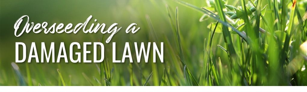 Overseeding a Damaged Lawn