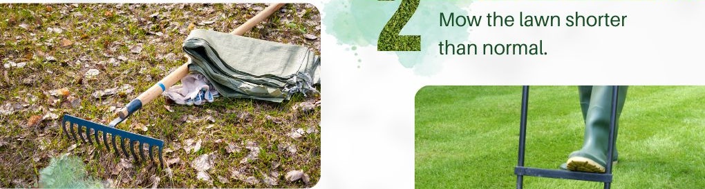 2. Mow the lawn shorter than normal.
