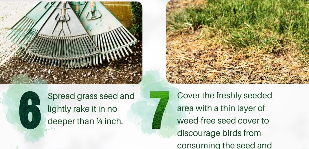 6. Spread grass seed and lightly rake it in no deeper than ¼ inch. 7. Cover the freshly seeded area with a thin layer of weed-free seed cover to discourage birds from consuming the seed and help hold in the moisture between waterings.