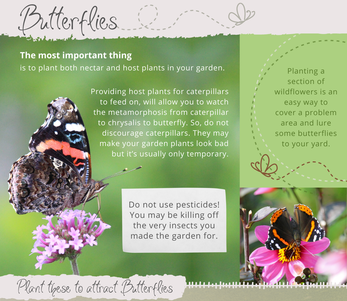 Build A Backyard Sanctuary For Pollinators Poor Boy s Garden Center build-a-backyard-sanctuary-for-pollinators-poor-boy-s-garden-center